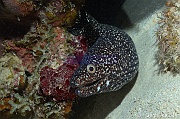 Gymnothorax moringa Murene tachetee noire meringue Bonaire Coco Beach-29m-20180217-Denis-ADER-DSC_6319_tn